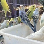 Chim Yến Phụng Ăn Gì Và Không Nên Ăn Gì Để Khỏe Mạnh Đẹp Lông?