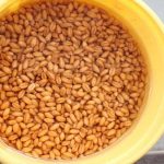 Những loại thức ăn giúp gà chiến sung sức – dẻo dai