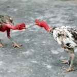 Bí quyết chăm sóc và tẩm bổ dinh dưỡng cho gà chọi, gà nòi !