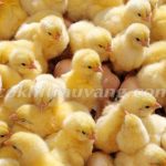 Gà con ăn gì để khoẻ mạnh, phát triển tốt nhất trong 1-2 tháng đầu