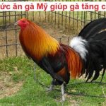 Thức ăn gà mỹ giúp gà tăng cân nhanh chóng