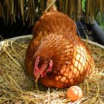 DINH DƯỠNG ĐỂ GÀ ĐẺ TRỨNG TỐT MÙA HÈ