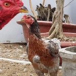 Cách nuôi gà chọi đẻ và những điều cần lưu ý