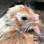 Gà mái đẻ ăn gì? Một số loại thức ăn cần bổ sung cho gà mái đẻ