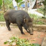 Thức ăn dành cho lợn rừng