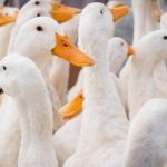 Dòng thức ăn cho vịt siêu thịt nuôi bán công nghiệp