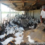 Kỹ thuật chế biến thức ăn cho vịt đem lại giá trị kinh tế cao