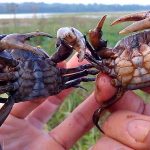 Cua ăn gì? Cách nuôi cua đồng hiệu quả thu nhập cao