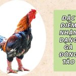 Kỹ thuật nuôi gà đông tảo? Cách phối trộn thức ăn cho gà