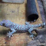 Thức ăn của tắc kè - Cách nuôi tắc kè đầy đủ nhất từ A-Z