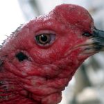 Giải pháp giúp gà mau ra mỏ khi bị thương cực nhanh và hiệu quả