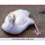 Phòng và điều trị bệnh bại huyết trên ngan, vịt