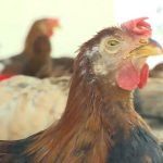 CÁCH PHÒNG BỆNH CRD Ở GÀ – BỆNH HEN GÀ