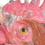 Bệnh đậu gà là gì? Cách phòng trị hiệu quả