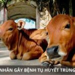 Điều trị bệnh tụ huyết trùng bò – thông tin hữu ích cho người chăn nuôi bò