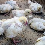 Sản phẩm thuốc chữa gà rù hiệu quả, nhanh chóng, tiết kiệm 