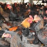 Tại sao gà bị chảy nước mũi? Nhận biết bệnh và cách điều trị hiệu quả