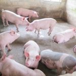 Lợn Bỏ Ăn Không Rõ Nguyên Nhân Là Bệnh Gì? Giải Đáp Chi Tiết