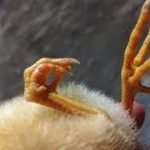 Cách chữa gà bị khô chân hiệu quả tại nhà