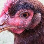 Bệnh sưng phù đầu ở gà – Cách điều trị và phòng bệnh