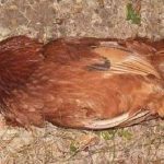 Tụ huyết trùng – bệnh truyền nhiễm nguy hiểm ở gà - Tạp chí Chăn nuôi Việt Nam