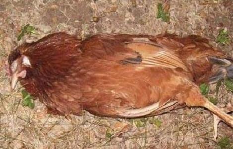 Tụ huyết trùng - bệnh truyền nhiễm nguy hiểm ở gà