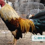 Một số loại thuốc kháng sinh cho gà đá được khuyên dùng