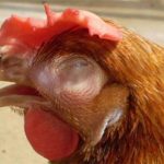 Tìm hiểu về thuốc chữa gà khò khè