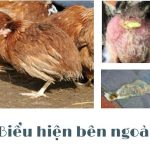 Bệnh bạch lỵ và 3 loại thuốc điều trị bệnh bạch lỵ ở gà tốt nhất 