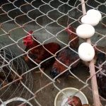 Gà bị sưng mắt là bệnh gì? Cách trị gà bị sưng mắt?