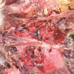 Bệnh nấm phổi ở gà