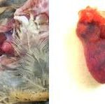 Bệnh tụ huyết trùng (toi gà) ,  | Thuoc thu y, Thai Duong, SVT Thái Dương., JSC