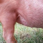 Thuốc An Thần Cho Heo – Anta–Pharm Thuốc An thần chống dị ứng Hiệu Quả