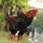 Tìm Hiểu Về Giống Gà Đông Tảo