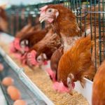 Tại sao gà đẻ trứng hàng ngày? Tổ tiên của loài gà có thực sự là khủng long?