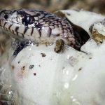 Rắn Đẻ Trứng Hay Đẻ Con ⚡️ (99% Người Trả Lời Sai)