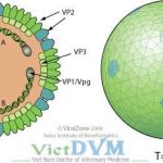 Bệnh Gumboro trên gà - Tạp chí Chăn nuôi Việt Nam