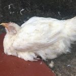 Cách phòng tránh và điều trị bệnh Newcastle trên gà