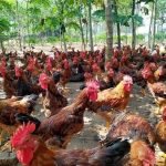 Những dấu hiệu gà bị tụ huyết trùng