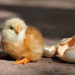 Bảng trọng lượng gà thịt theo ngày, hướng dẫn tính tăng trọng