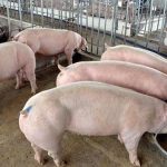 Quy trình nuôi dưỡng và chăm sóc heo thịt - Tạp chí Chăn nuôi Việt Nam