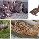 Một con vịt nặng trung bình bao nhiêu, bảng chỉ tiêu theo ngày và các yếu tố ảnh hưởng