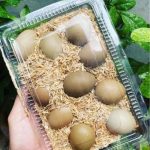 Công dụng của trứng chim trĩ