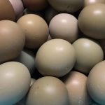 Trứng chim trĩ - 90k/chục | Gia cam | San pham Tuoi song | Bao gia san pham