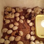 Trứng gà bỏ tủ lạnh có ấp được không? Cách bảo quản trứng gà để ấp