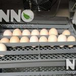 Trứng gà lộn ấp bao nhiêu ngày thì bán được