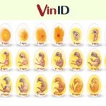 Giải đáp: Trứng gà ấp dở có thực sự tốt như lời đồn?