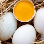 Giá trứng vịt hiện nay [Giá trứng vịt lộn] bao nhiêu tiền 1 chục?