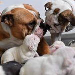 Chó bao nhiêu tuổi có thể sinh sản? Một năm chó đẻ mấy lứa?