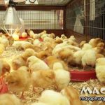 Úm gà là gì? Tại sao lại phải úm gà